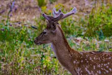 portrait deer in the forest