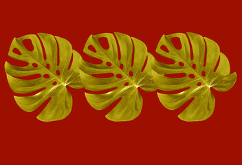 Top veiw, Bright fresh three monstera leaf gold color isolated on red background for stock photo or advertisement, Genus of flowering plants, Chinese New Year concept, rich, wealthy
