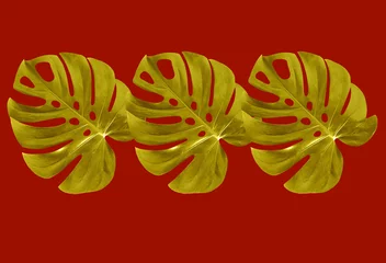 Foto op Plexiglas Top veiw, Bright fresh three monstera leaf gold color isolated on red background for stock photo or advertisement, Genus of flowering plants, Chinese New Year concept, rich, wealthy © Apichai
