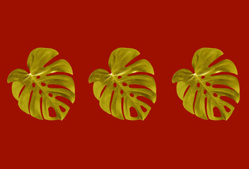 Top veiw, Bright fresh three monstera leaf gold color isolated on red background for stock photo or advertisement, Genus of flowering plants, Chinese New Year concept, rich, wealthy