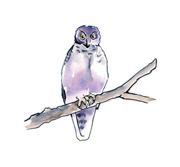 Australian birds. Watercolor sketch. - 502952612