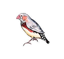 Australian birds. Watercolor sketch. - 502952613