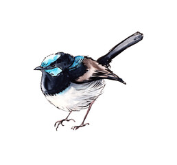 Australian birds. Watercolor sketch. - 502952615