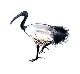 Australian birds. Watercolor sketch. - 502952616