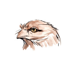 Australian birds. Watercolor sketch. - 502952617