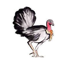 Australian birds. Watercolor sketch. - 502952619