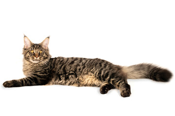 Gourgeous 6 month maine coon kitten tabby tiger ns23 lying looking at camera isolated on white