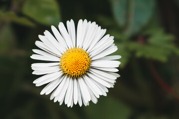 Fototapeta premium BIG DAISY