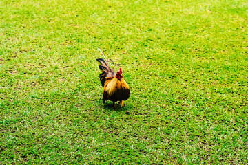 Bantam chicken or ayam kate or ayam katai in Indonesian language, looking for food on green field.