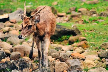 A thirsty deer is looking for water in a small river