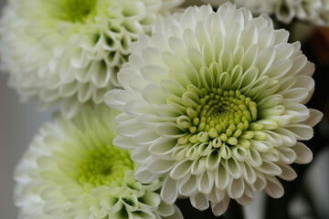 close up white green Chrysanthemum flowers