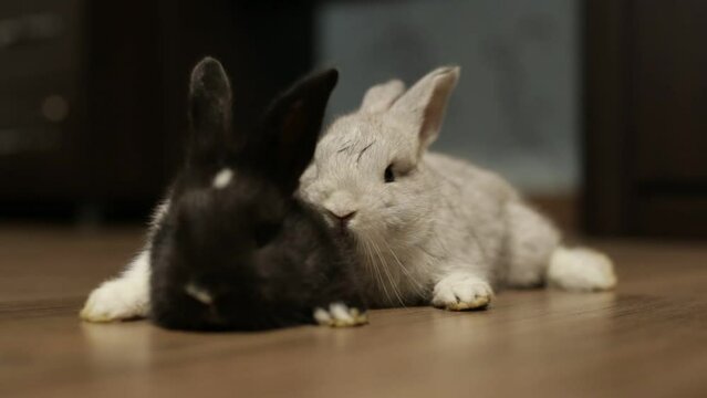 two funny rabbits lie on the floor.