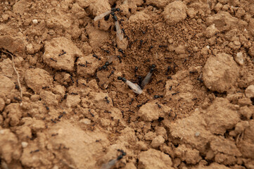 Group of male and female ants with wings