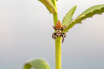 Jumping spider in the wild, North China
