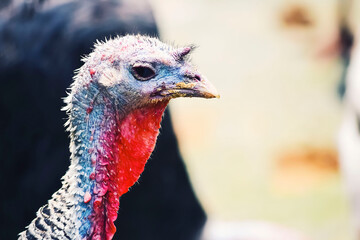 Close-up photography of animals. Young turkey face pictures