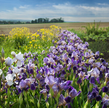 beautiful irises, in the foreground purple and yellow flowers, landscape of fields and groves in the valley