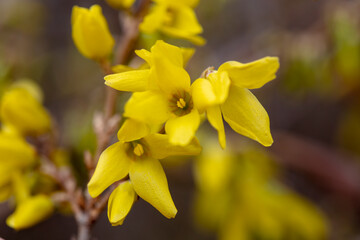 Forsythia flowers in the park, North China