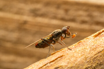 Flies on wood, North China