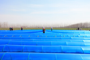 farmers cover ginger with UV resistant plastic film on a farm, North China