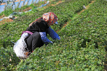 Farmers collect sweet potato seedlings in the greenhouse, North China