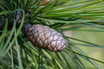 Close up of squirrel fruit