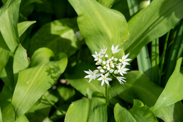 wild garlic growing in the spring sunshine	