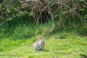 fat gray wild rabbit sitting in the grass in the countryside