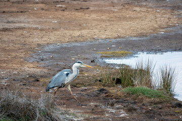 the heron britain's tallest bird in the english countryside
