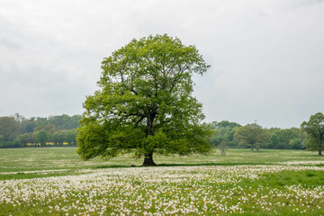 beautiful tree in a field filled with dandelion seed heads