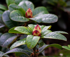 An evergreen plant with large hard leaves and a blooming bud.