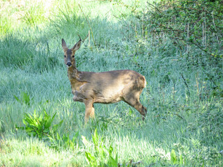 beautiful rose deer in the English countryside