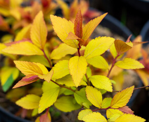 bright, delicate, saturated blossoming sprigs of spirea in spring