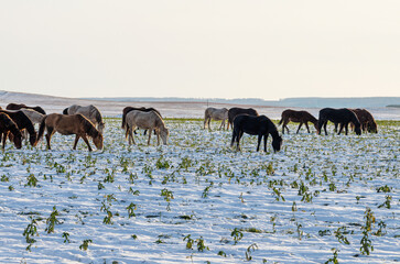 The Southern Urals. A herd of horses grazing in a winter field.