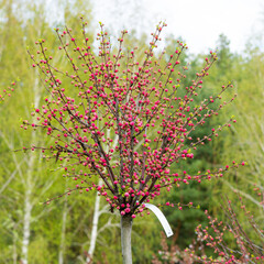 Blossoming clear sakura tree with a tag in a plant nursery © leanna