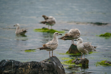 Yellow-legged Gull (Larus michahellis) perched on a rock