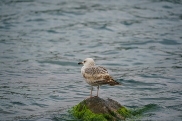 Obraz premium Yellow-legged Gull (Larus michahellis) perched on a rock
