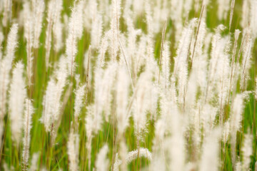 Fototapeta premium reeds flower