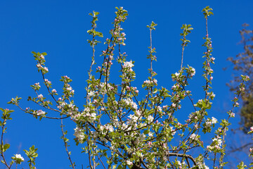 Apple tree in blossom in spring