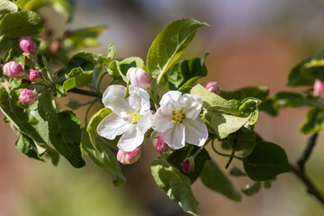 Obraz na płótnie Canvas The close-up of the apple flower in spring