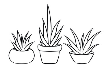 A simple drawing of aloe vera plant bushes in a pot. Vector image, black outline for coloring books.