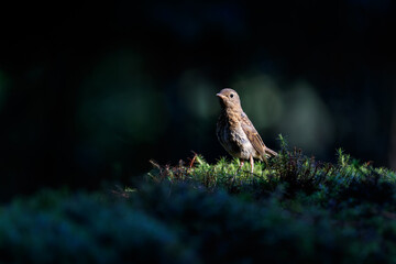 Juvenile European Robin (Erithacus rubecula), known simply as the robin or robin redbreast searching for food in the forest in the Netherlands