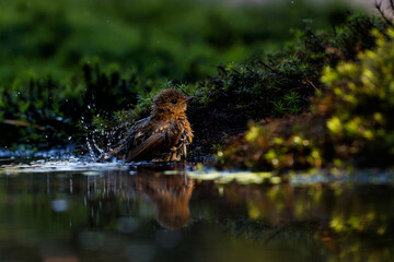 Juvenile European Robin (Erithacus rubecula), known simply as the robin or robin redbreast taking a bath in the forest in the Netherlands