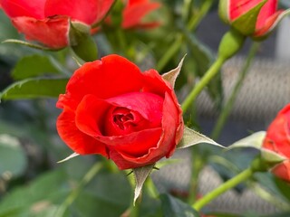Obraz premium FLOWER