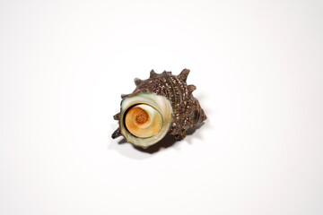 Obraz premium 新鮮なサザエのイメージ画像 