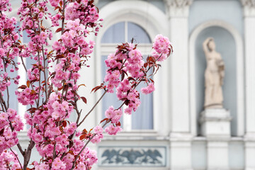 Blooming sakura tree with blurred statue and classic architecture building on the background. Spring in the city.