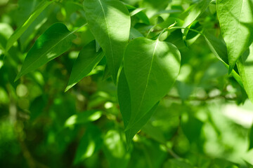 Spring natural blurred background with green leaves on tree branch, copy space, defocused