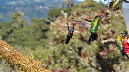 Fiery-throated hummingbirds (Panterpe insignis) in flight at the Paraiso Quetzal Lodge in the cloud...