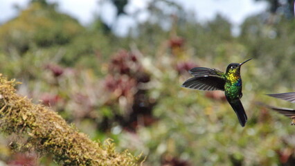 Fiery-throated hummingbird (Panterpe insignis) in flight at the Paraiso Quetzal Lodge in the cloud forest outside San Jose, Costa Rica