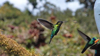 Fototapeta premium Fiery-throated hummingbird (Panterpe insignis) in flight at the Paraiso Quetzal Lodge in the cloud forest outside San Jose, Costa Rica