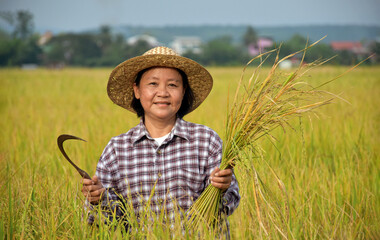 Portrait of an elderly Asian woman farmer who is holding a bouquet of riceear and harvest sickle...